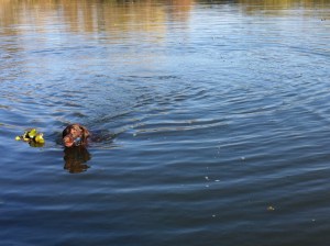 swimming labrador