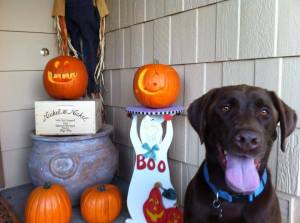 Halloween with a Labrador